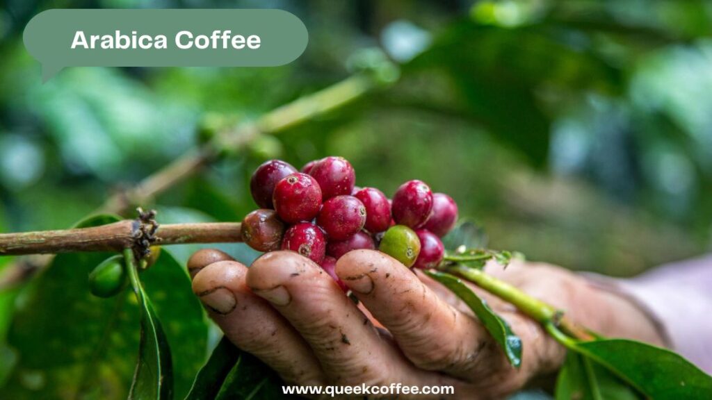 Arabica Coffee tree