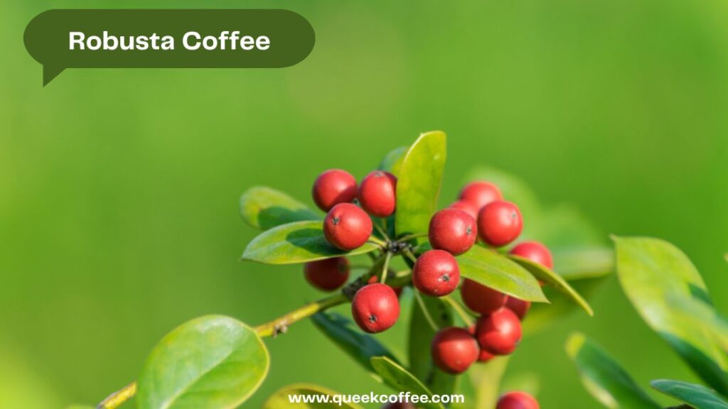 Robusta Coffee tree